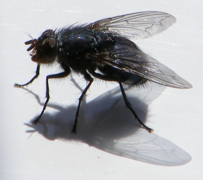 5 Tips for an Insect Free Home